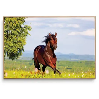Quadro Decorativo Animais Cavalo XI