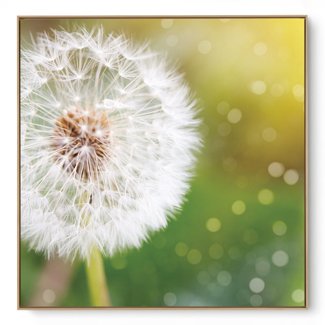 Quadro Decorativo Floral Dente de Leão
