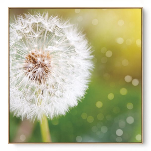 Quadro Decorativo Floral Dente de Leão