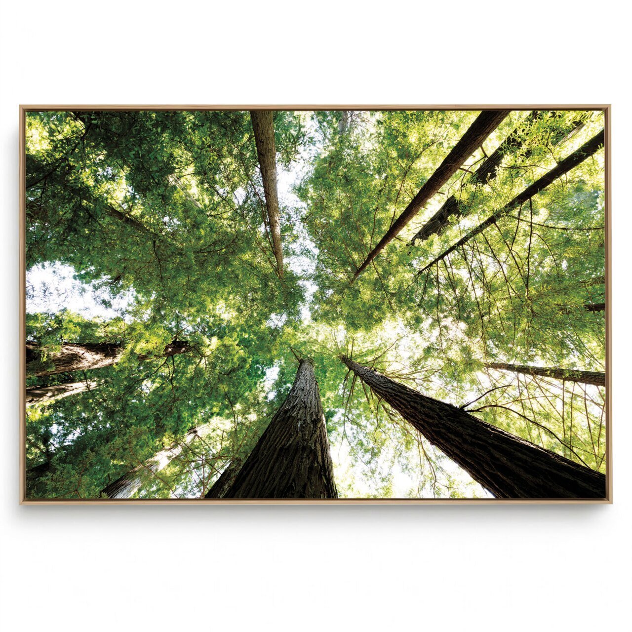 Quadro Decorativo Paisagem Folhas e Céu