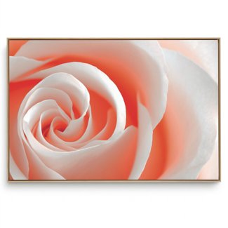 Quadro Decorativo Floral Rosa Suave