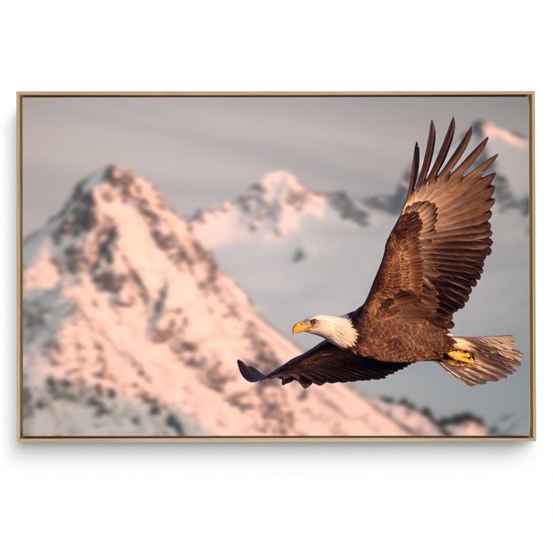 Quadro Decorativo Águia I