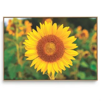 Quadro Decorativo Girassol Único I
