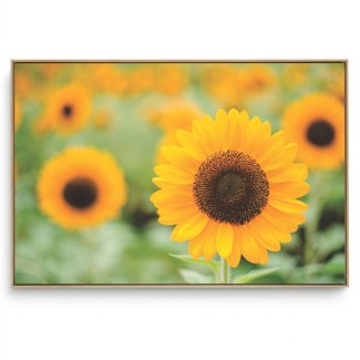 Quadro Decorativo Girassol Único III