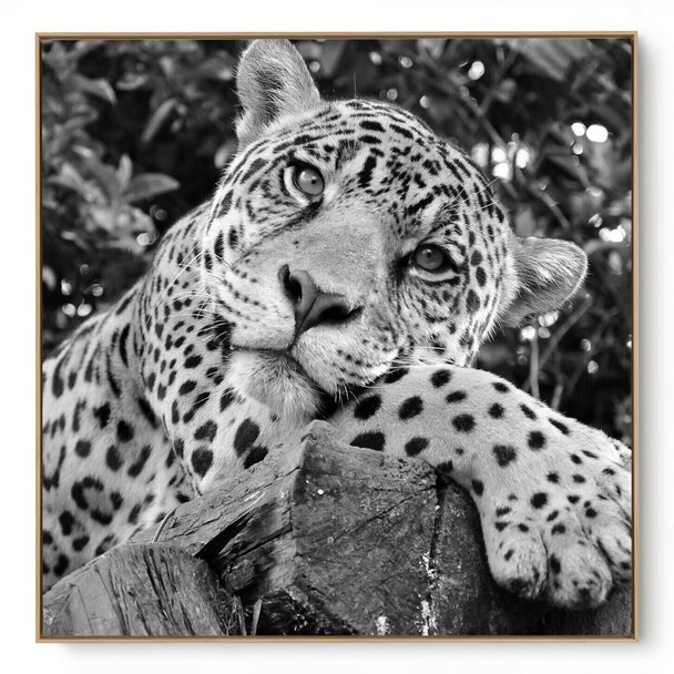 Quadro Decorativo Onça II
