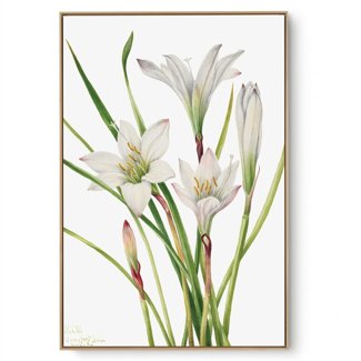 Quadro Decorativo Reprodução Pintores Mary Vaux - Lily 1925