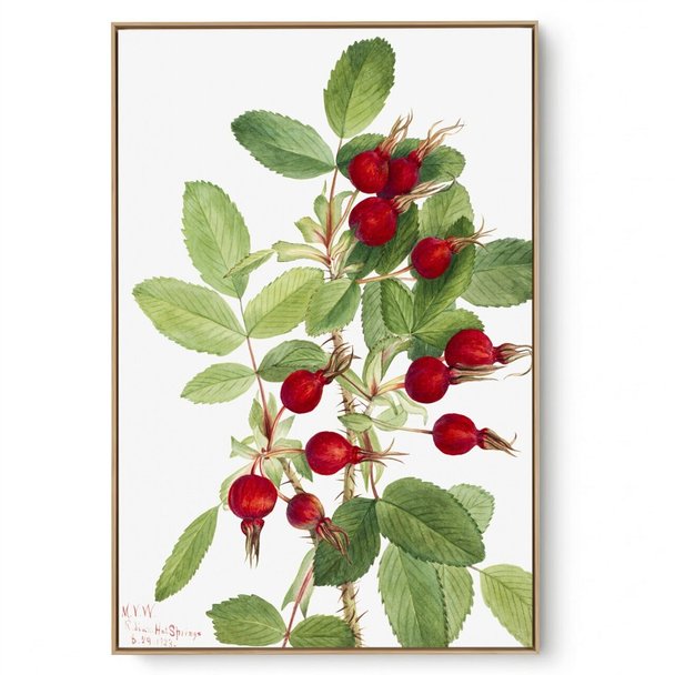Quadro Decorativo Reprodução Pintores Mary Vaux - Bougeau Rose