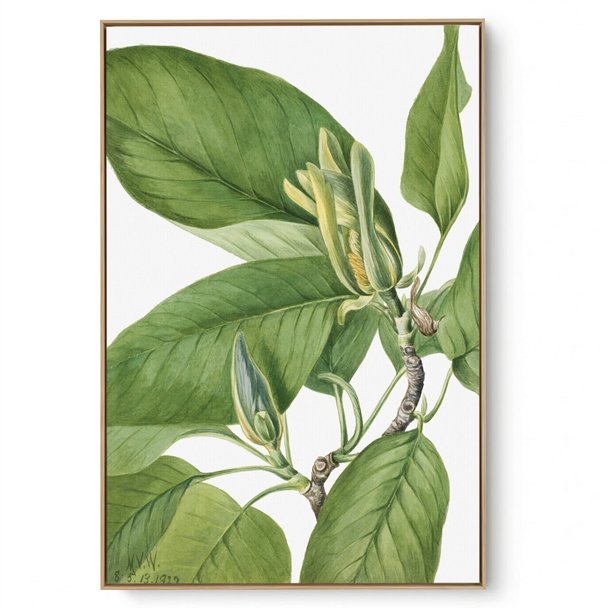 Quadro Decorativo Reprodução Pintores Mary Vaux - Magnolia 1922