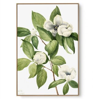 Quadro Decorativo Reprodução Pintores Mary Vaux - Virgínea 1925