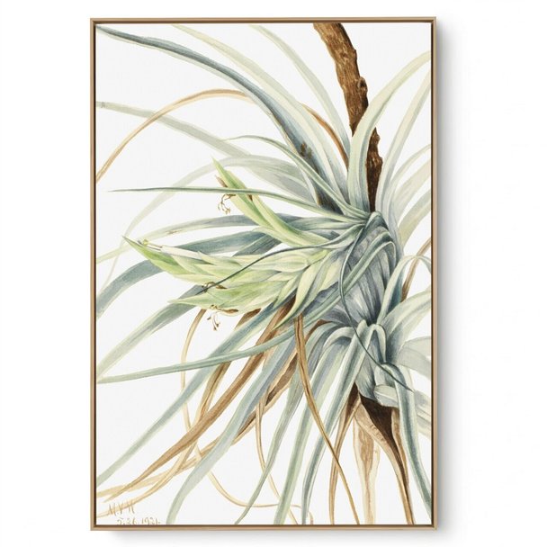 Quadro Decorativo Reprodução Pintores Mary Vaux - Wild Pineapple 1921