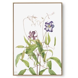 Quadro Decorativo Reprodução Pintores Mary Vaux - Curly Clematis