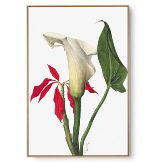 Quadro Decorativo Reprodução Pintores Mary Vaux - Calla LiLy