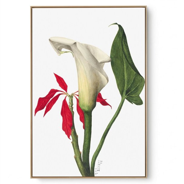 Quadro Decorativo Reprodução Pintores Mary Vaux - Calla LiLy