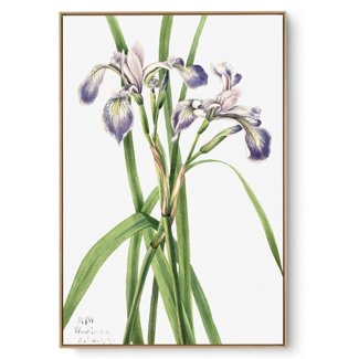 Quadro Decorativo Reprodução Pintores Mary Vaux - Iris Blue Flang