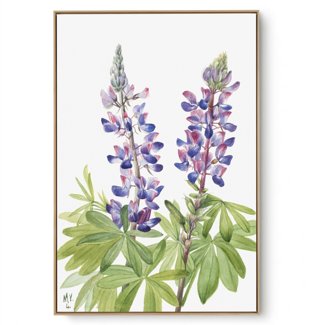 Quadro Decorativo Reprodução Pintores Mary Vaux - Lupine