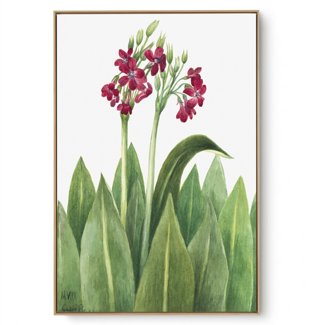 Quadro Decorativo Reprodução Pintores Mary Vaux - Primrose