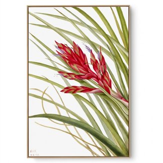 Quadro Decorativo Reprodução Pintores Mary Vaux - Quill Leaf
