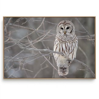 Quadro Decorativo Preto e Branco Coruja
